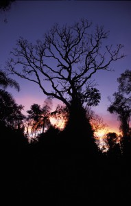 Jungle at night