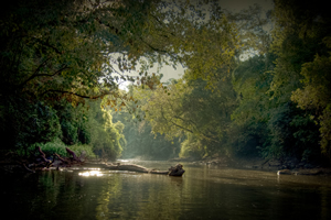 Jungle Lodge