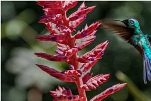 colibri