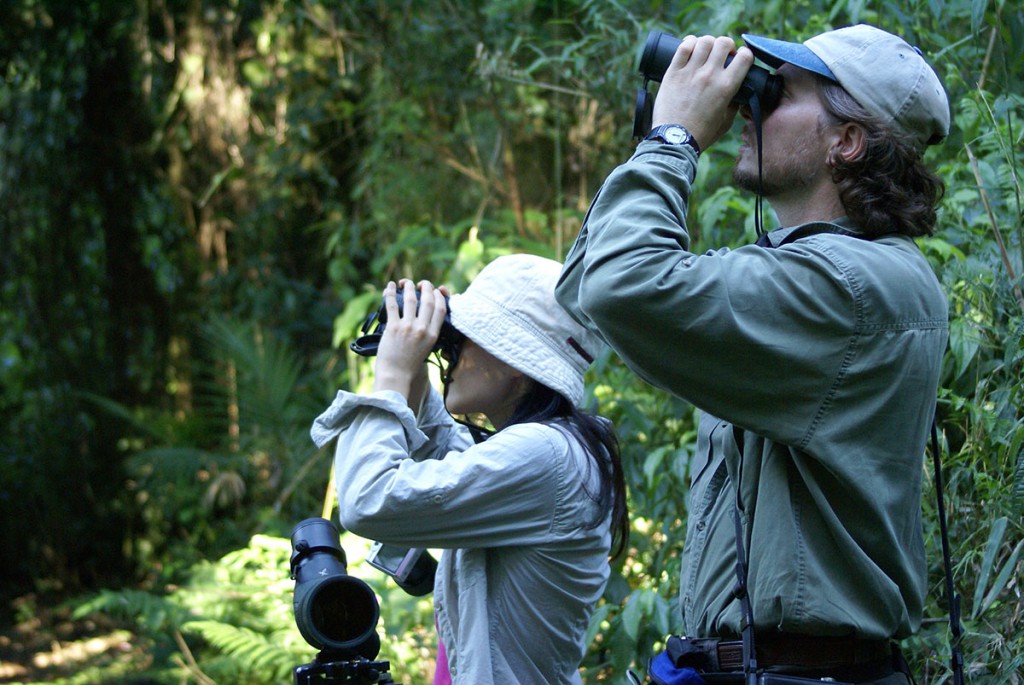 Birding, avistaje, aves de la selva