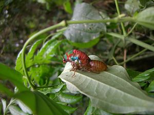 cigarra-y-su-ninfa