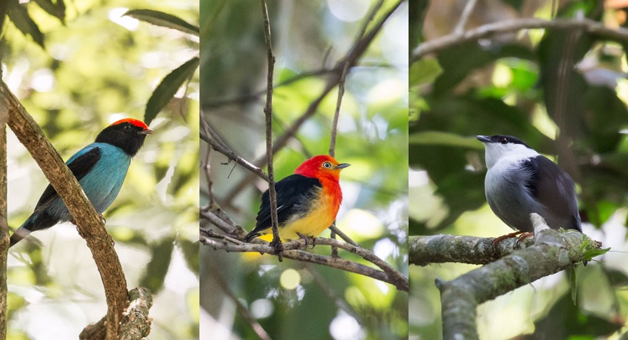 Birding - avistaje - aves - Selva