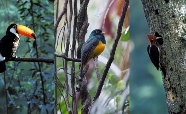 Aves de la Selva Misionera