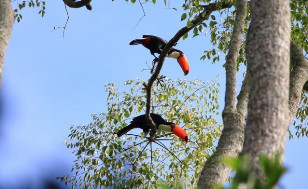 Aves de la Selva