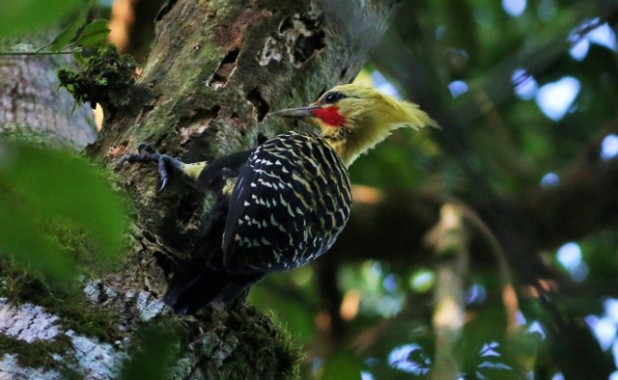 Avistaje en la selva misionera