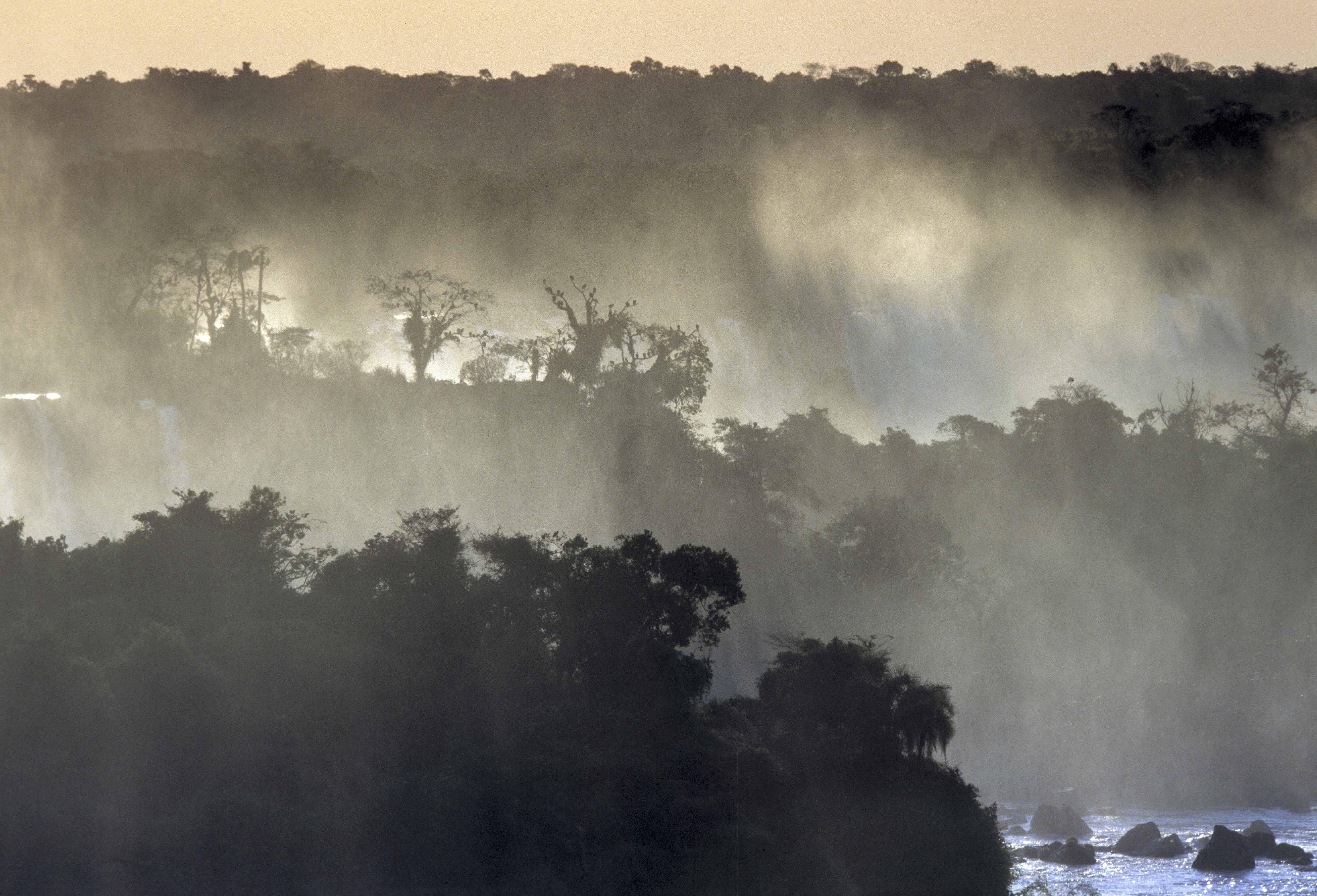 La Selva al borde del Río Iguazú es el ambiente más biodiverso de Argentina.
