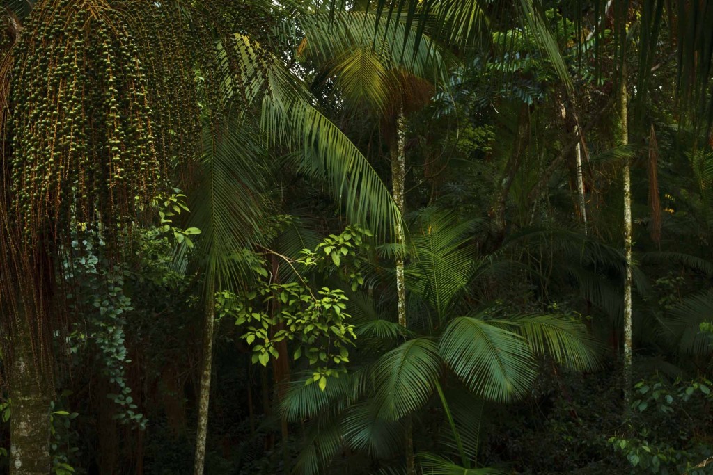 Yacutinga Lodge esta inmerso en un profundo Palmital, hogar de más de 320 especies de aves observadas.