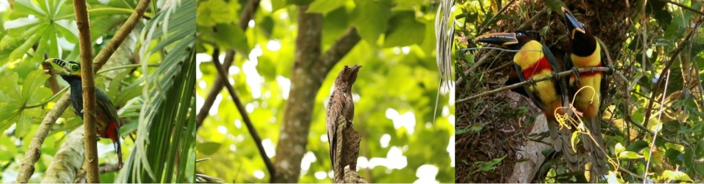 Aves de la selva