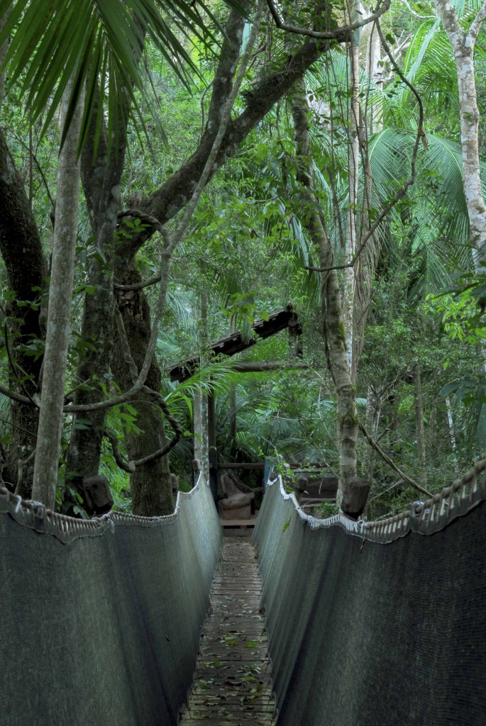 Yacutinga Lodge, la Selva misionera y sus maravillas. Mas información www.yacutinga.com