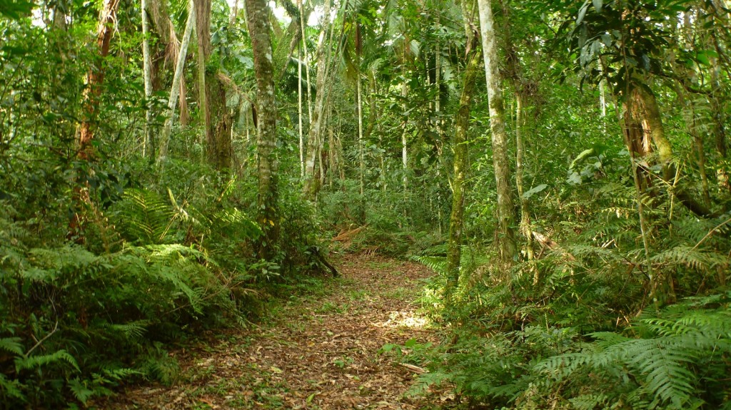 Doce senderos de interpretación permiten al observador de aves realizar excelentes registros dentro de la Reserva Yacutinga.