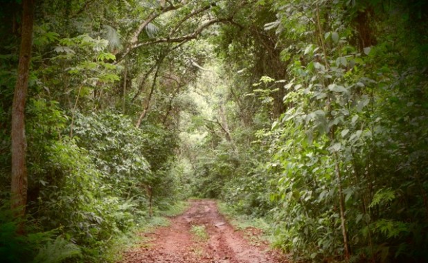 El sendero Principal de la Reserva Yacutinga. Un paraíso para la observación de aves.