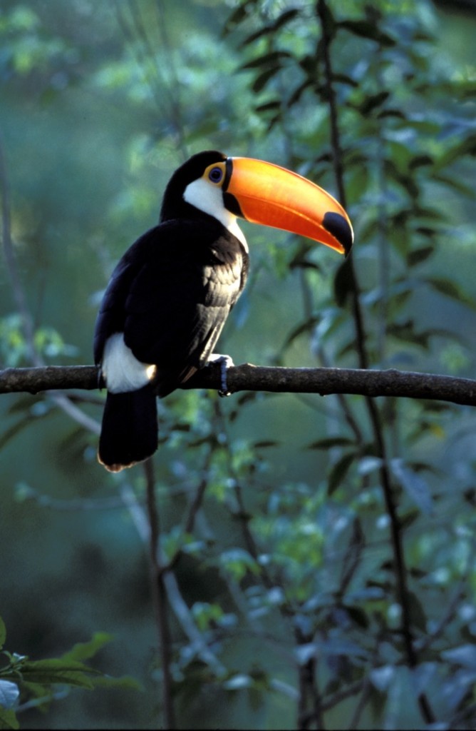 Avistaje de aves - Birding