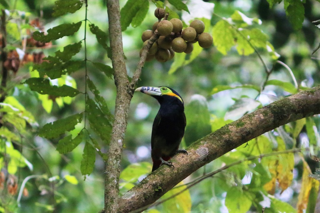 Aves de la Selva