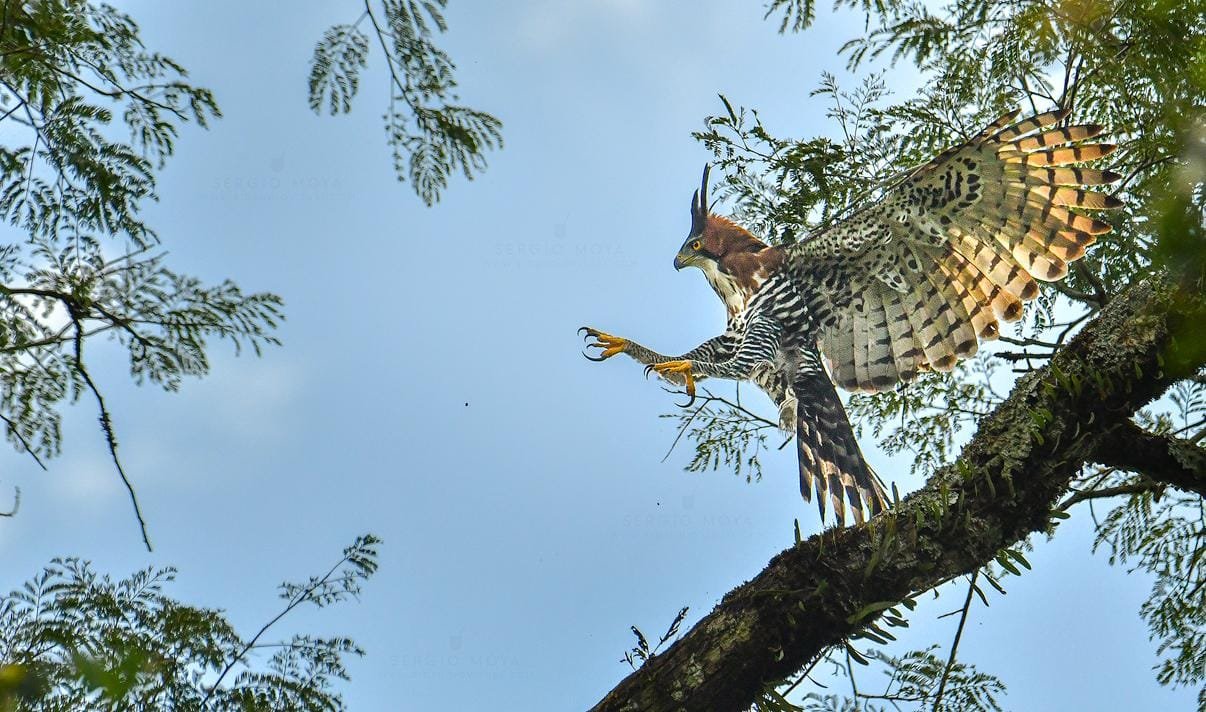 Aves de la Selva. Rio Iguazú Superior. - Yacutinga Lodge | Alto Iguazú ...
